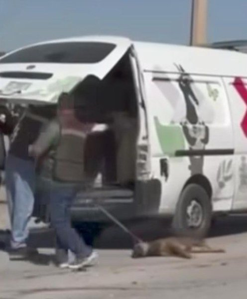 Despide DABA a inspector tras polémica por trato a perrita callejera