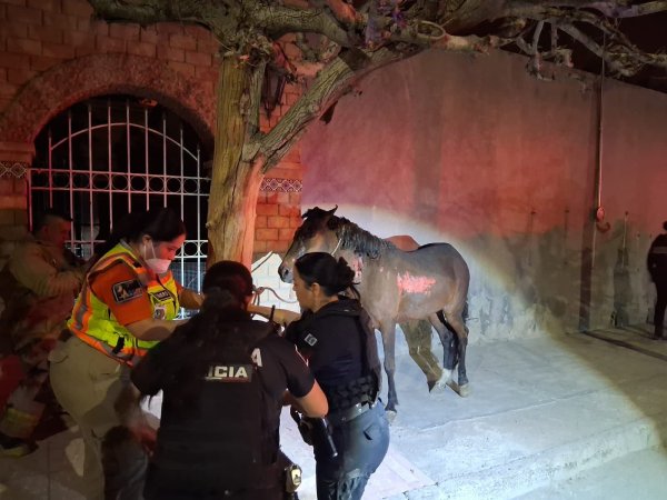 Policías apoyan en incendio y rescatan animales en vivienda de Santa Rosa