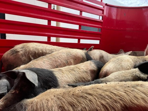 Entrega DABA los animalitos que tenía resguardados luego de rescatarlos de incendio