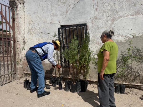 Impulsan reforestación en colonias de Juárez con entrega de más de 200 árboles