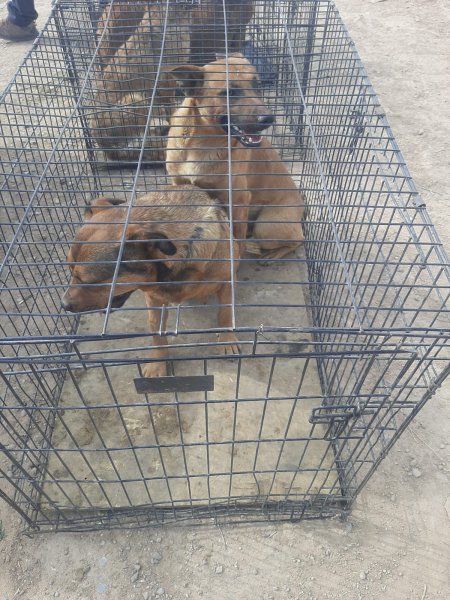 Jauría que atacó y mató a un hombre queda bajo resguardo de DABA