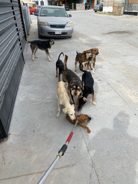 Aseguran 7 perros tras ataque a hombre; serán observados para descartar rabia