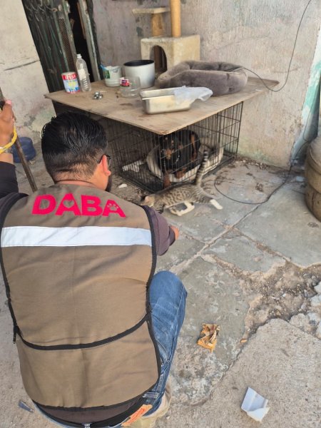Rescata DABA a 19 animalitos en cinco cateos