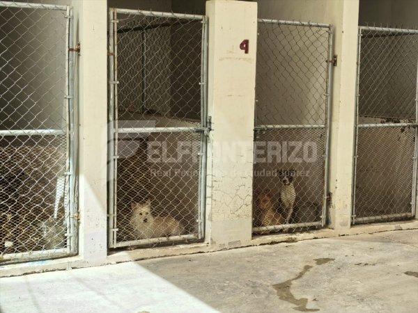 Aumentan reportes por jaurías en Juárez; atienden 151 casos en 76 colonias