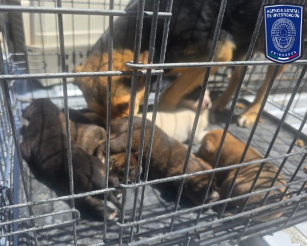 Rescata Fiscalía 17 animales víctimas de maltrato en cateos en Juárez