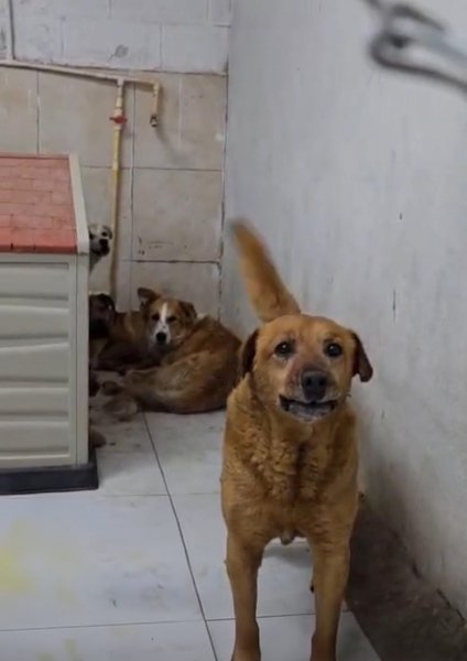 Aplican eutanasia a perros que atacaron a Sr. Óscar Sánchez