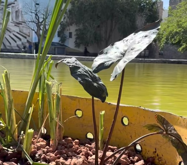 Instalan sistema de biorremediación en lago del Parque Central para mejorar calidad del agua