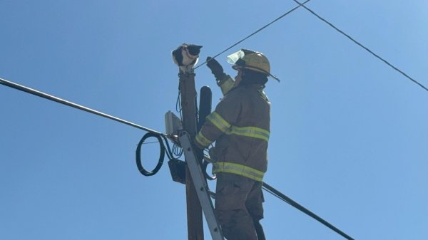 Rescatan a gato atrapado a 10 metros de altura en la colonia Altavista