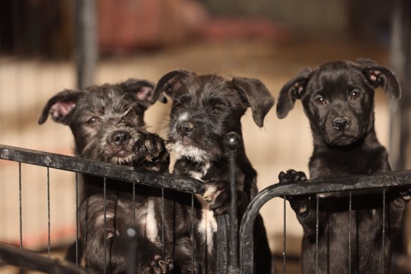 DABA advierte: regalar mascotas el 14 de febrero puede terminar en abandono