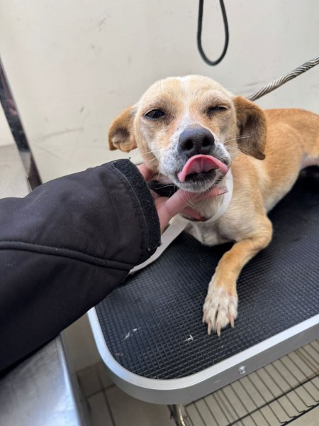 Anuncian esterilización, vacunas y microchips gratis para mascotas