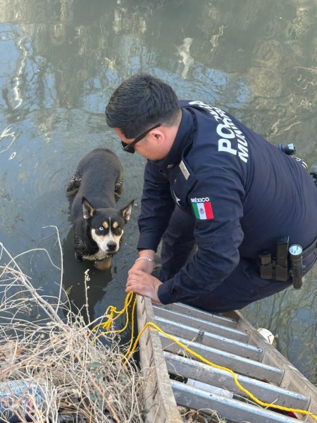 Rescatan policías a perrito atrapado en canal de aguas negras en Bellavista