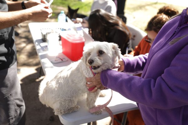 Llevan vacunacion y microcrochips  gratuitos para mascotas al Parque de la Familia