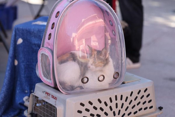 Más de 25 mil esterilizaciones en la ciudad; llaman a no bajar la guardia