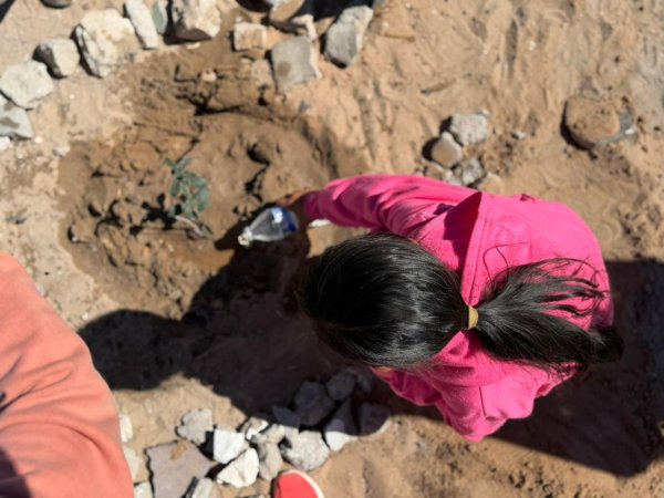 Impulsa Estado rescate de espacios públicos con reforestación en la Carlos Castillo Peraza