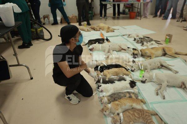 Fueron esterilizadas 614 mascotas, por parte de DABA, en forma gratuita
