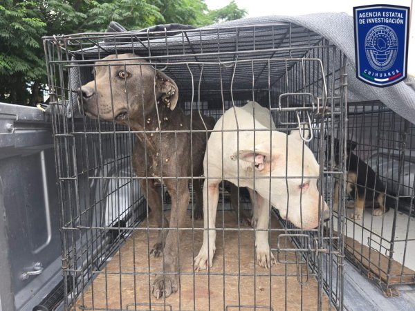 Rescatan 37 caninos en operativos contra el maltrato animal en Juárez