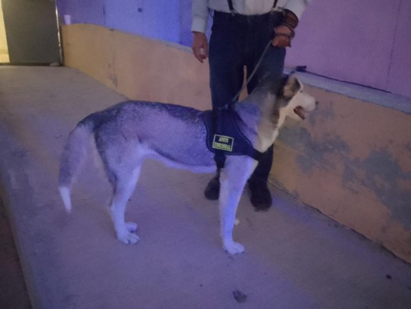 Husky que atacó a niño en la Feria del Libro no contaba con vacunas ni acreditación de apoyo emocional