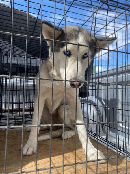 Sasha continúa bajo observación; no regresará con su dueño, advierte Bienestar Animal