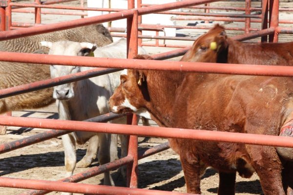 Rastro Municipal sacrificó más de mil 700 animales durante mayo