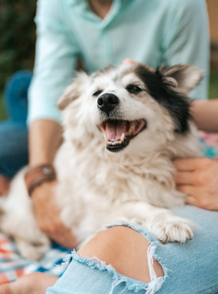 Buscan crear reglas para eventos y espacios pet friendly en Ciudad Juárez