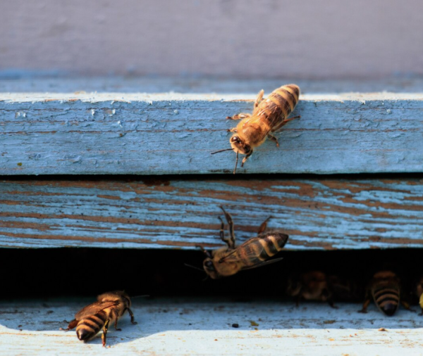 Capacitan a 80 funcionarios municipales para atender emergencias por ataques de abejas