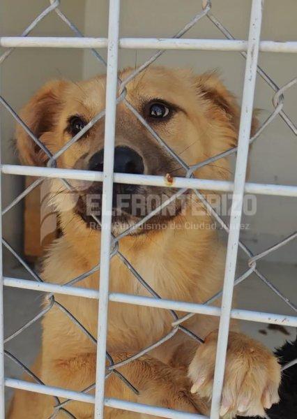 Mientras todos preguntaban por Sasha, ellos también siguen esperando ser adoptados