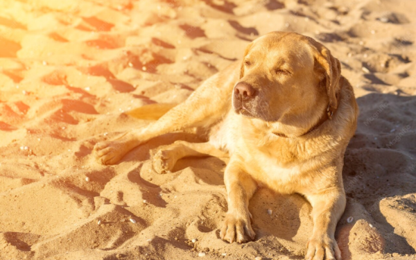 Pide DABA proteger a mascotas y prevenir riesgos por garrapatas ante intenso calor en Juárez