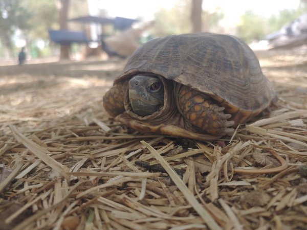 Abandono de mascotas pone en riesgo el equilibrio ecológico del Parque Central