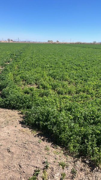 Inicia entrega de solución nutritiva para fortalecer la producción agrícola en Juárez