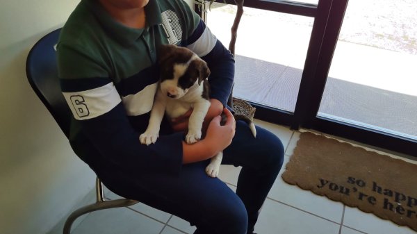 DABA impulsa 600 adopciones y aplica más de 11 mil vacunas en lo que va del año