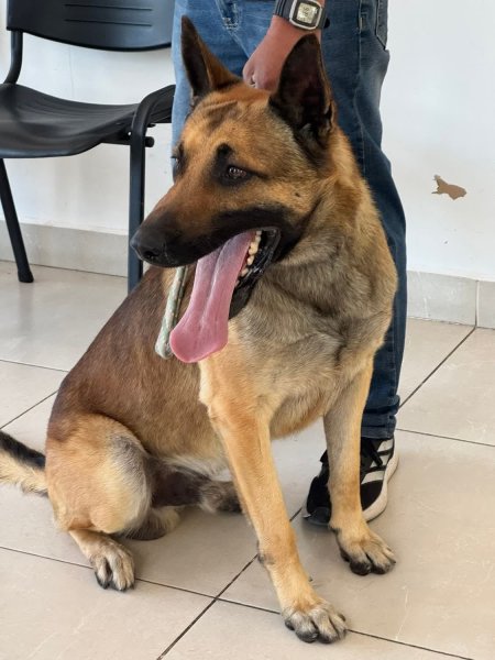 Atienden más de 5 mil reportes por perros agresivos; DABA llama a denunciar a tiempo