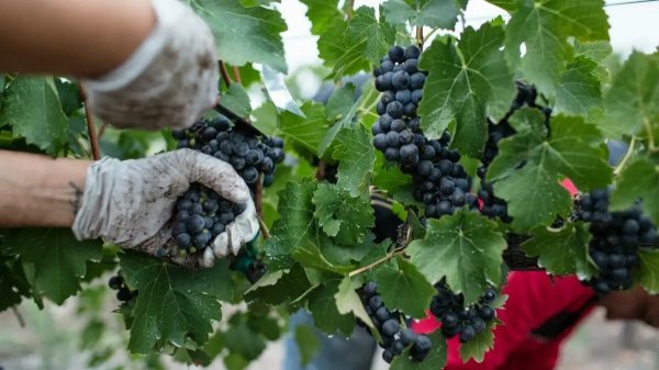 Pareja gana viaje a viñedos de Casas Grandes durante Festival de Turismo