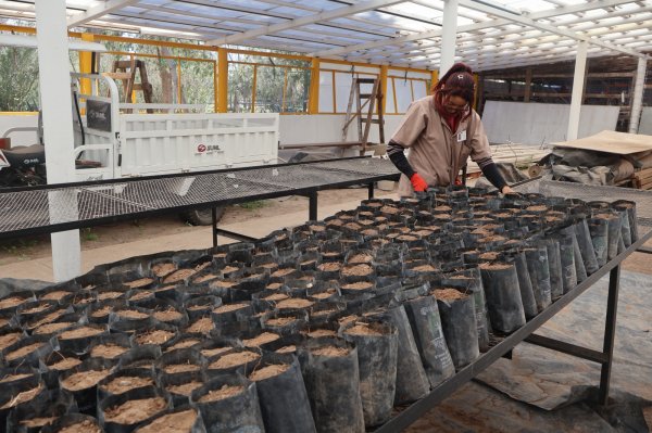 Maquiladoras se suman a fortalecer vivero municipal con jornada de voluntariado