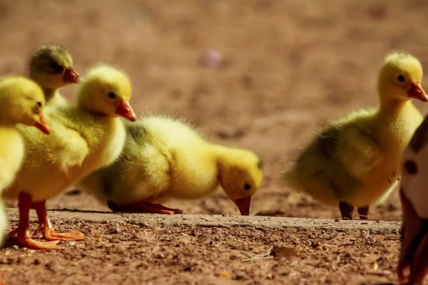 Marzo trae nueva vida al Parque Central: nacen seis gansitos