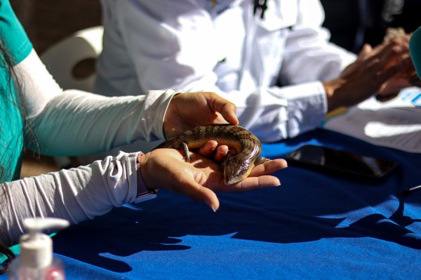 Reactivan visitas guiadas en el Parque Central para fomentar la educación ambiental