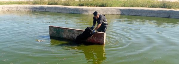 Rescatan a perro que cayó en pozo de absorción en el Chamizal