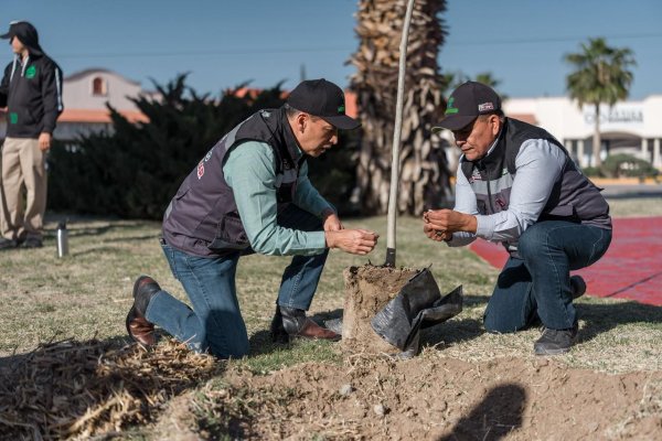 Continúa la reforestación en Juárez, plantan 92 fresnos en la Pérez Serna