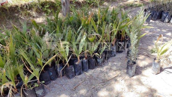 Invitan a cursos de plantación de árboles