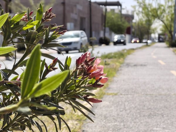 Ciudad Juárez despierta con clima soleado este miércoles 18 de marzo