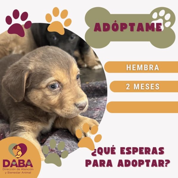 DABA tiene 80 mascotas listas para adopción