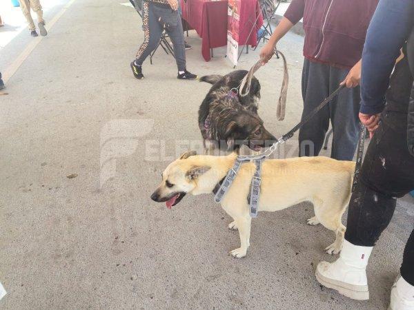 Llevan campaña de bienestar animal a Tierra y Libertad  Se aplicaron 100 vacunas y 60 microchips en jornada gratuita