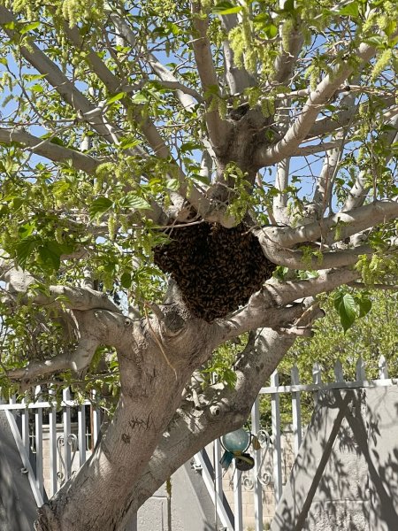 Ecología habilita WhatsApp para reportar panales y avisperos; pide calma ante enjambres