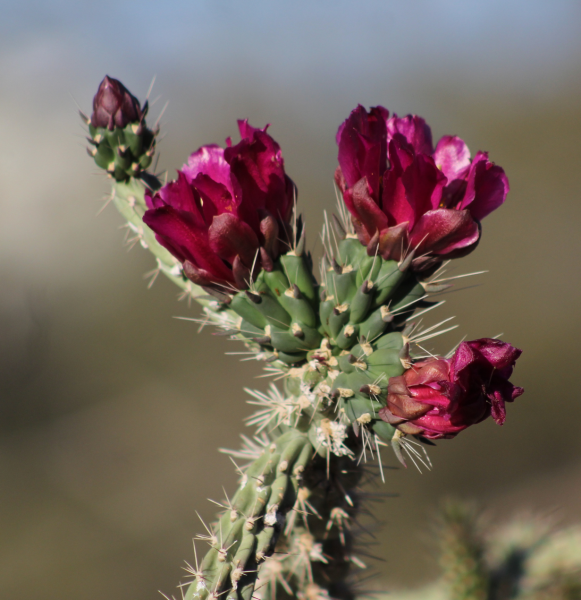 Hoy, Juárez tendrá un martes de calor y viento ligero