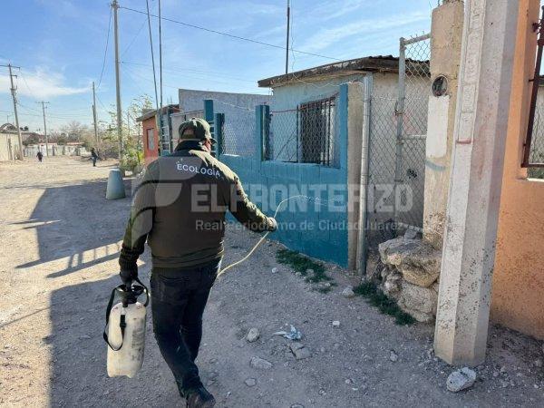 Juárez suma 52 casos probables de rickettsia; autoridades refuerzan fumigación