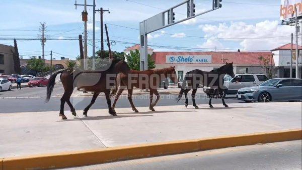 Juarenses se topan con caballos en la Av Tecnológico