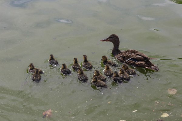 El número de patos mexicanos crece en el Parque Central