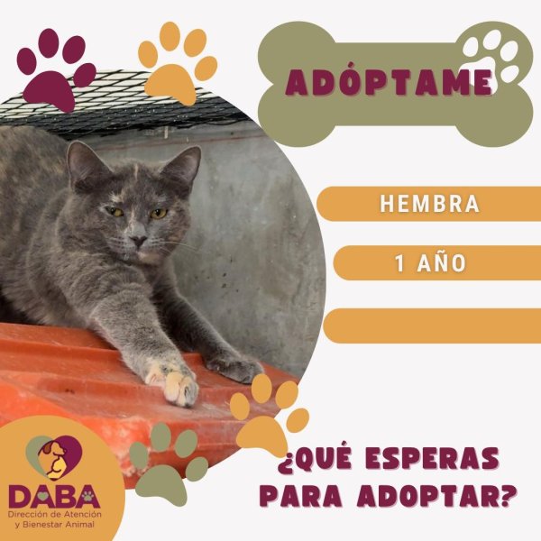 ¡Buscan hogar! Más de 80 perritos y gatitos esperan una familia en DABA