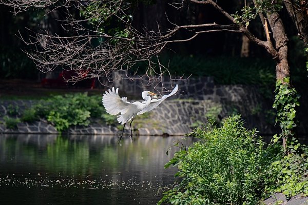 Galería: Aves migratorias encuentran refugio en parques y áreas naturales de Juárez