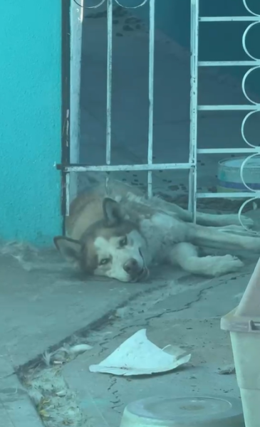 Rescatan a perrito atrapado entre barrotes en la colonia Los Alcaldes