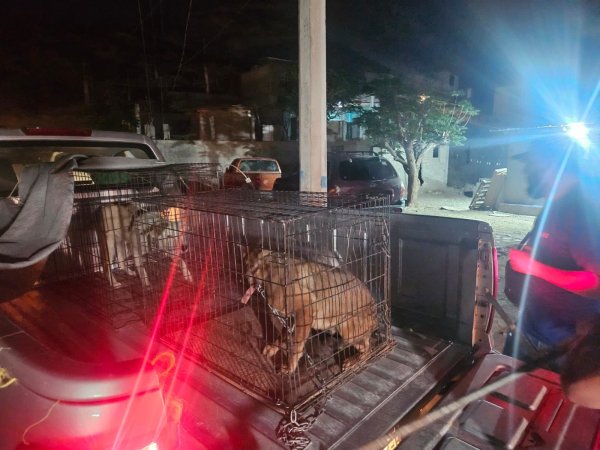 Buscan judicializar caso de cachorro maltratado en la Felipe Ángeles; hay un detenido